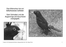 Bilderbuch-Amsel-SW-4.pdf